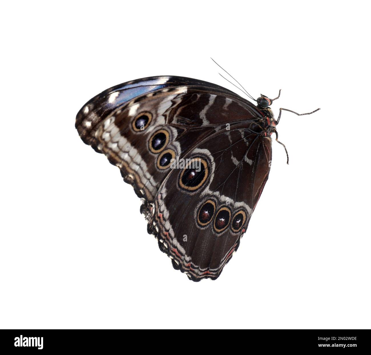 Beautiful common morpho butterfly isolated on white Stock Photo - Alamy