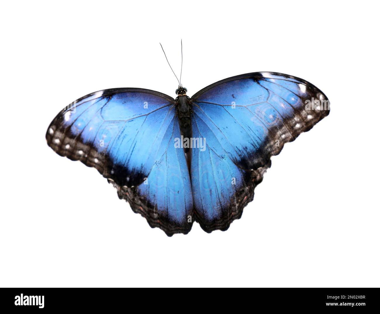 Beautiful common morpho butterfly isolated on white Stock Photo - Alamy