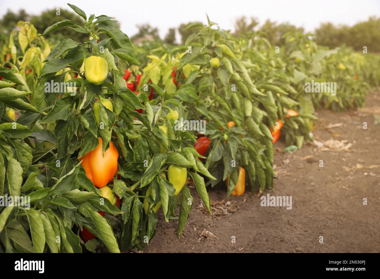 Bell pepper bushes garden hi-res stock photography and images - Alamy