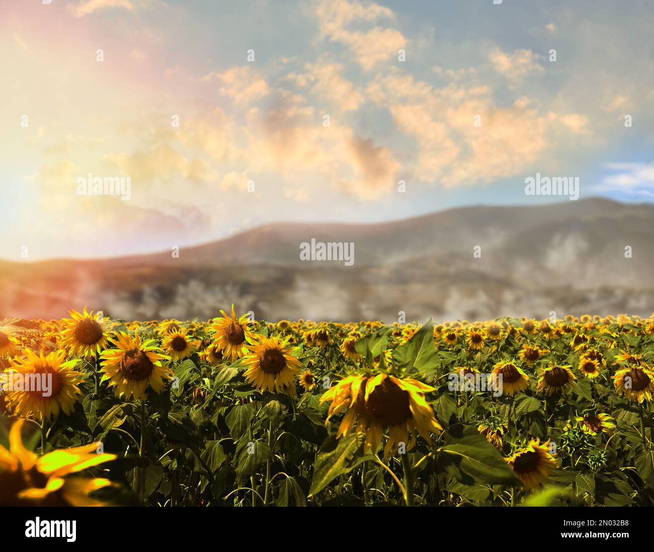 Beautiful sunflower field near hi-res stock photography and images - Alamy