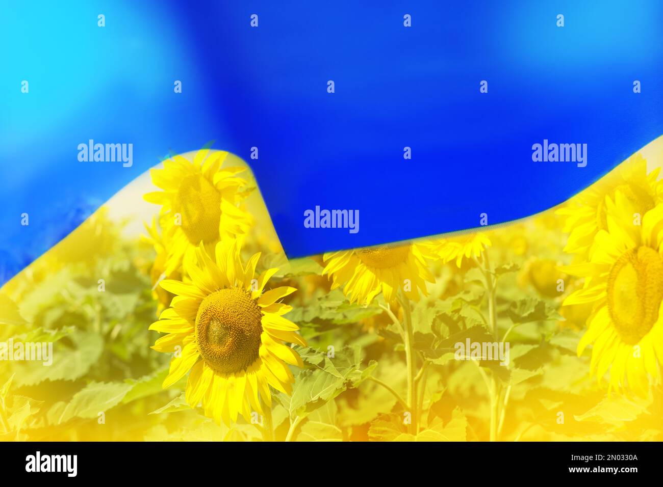 Double exposure of Ukrainian flag and sunflower field Stock Photo - Alamy