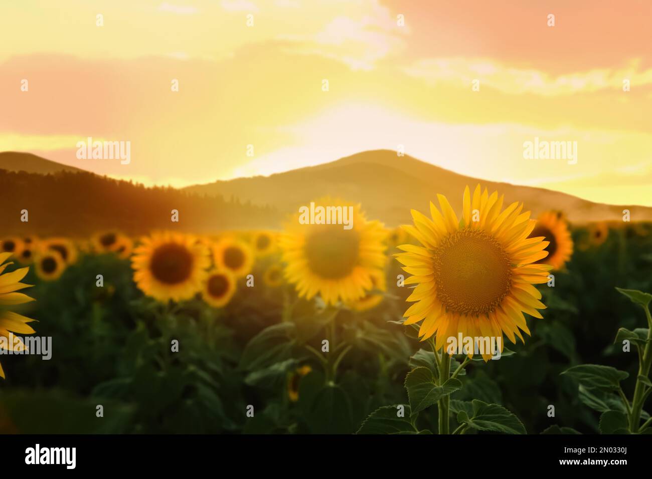 Beautiful sunflower field near hi-res stock photography and images - Alamy