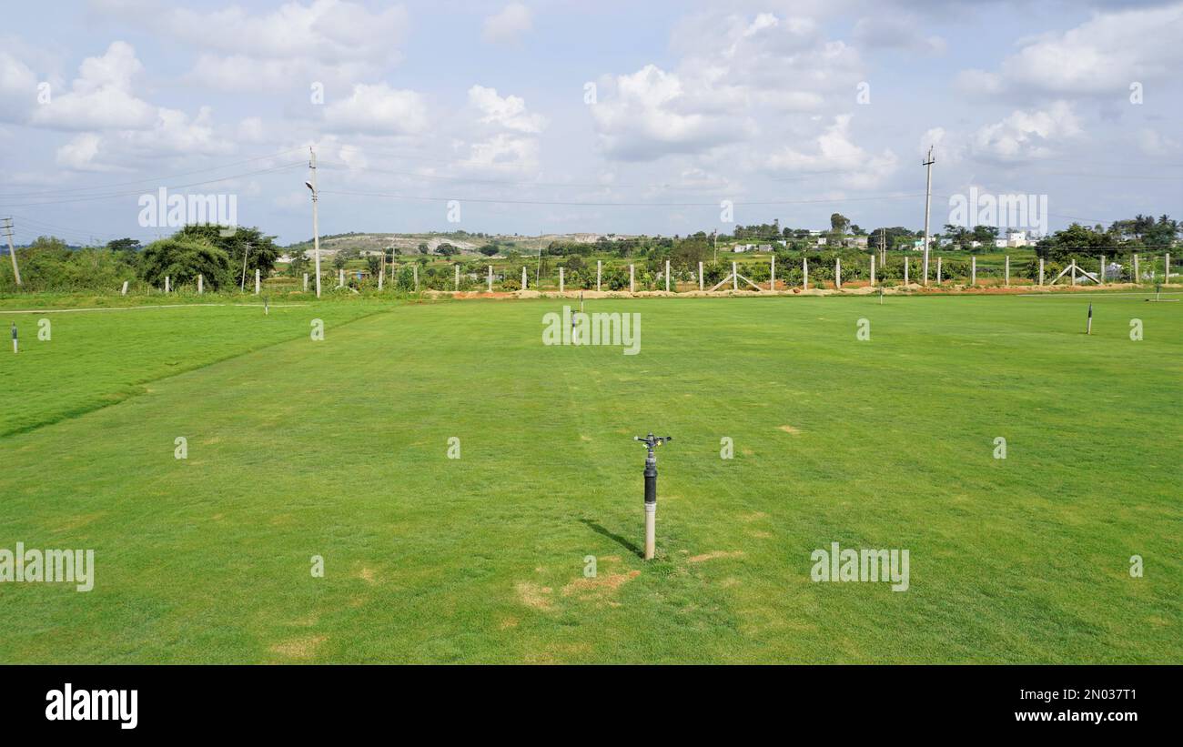 Fully grown lawn ready for cultivation. Cultivation outskirts of Bangalore. Lush evergreen grass of Cynodon dactylon also known as Bermuda, crab etc Stock Photo