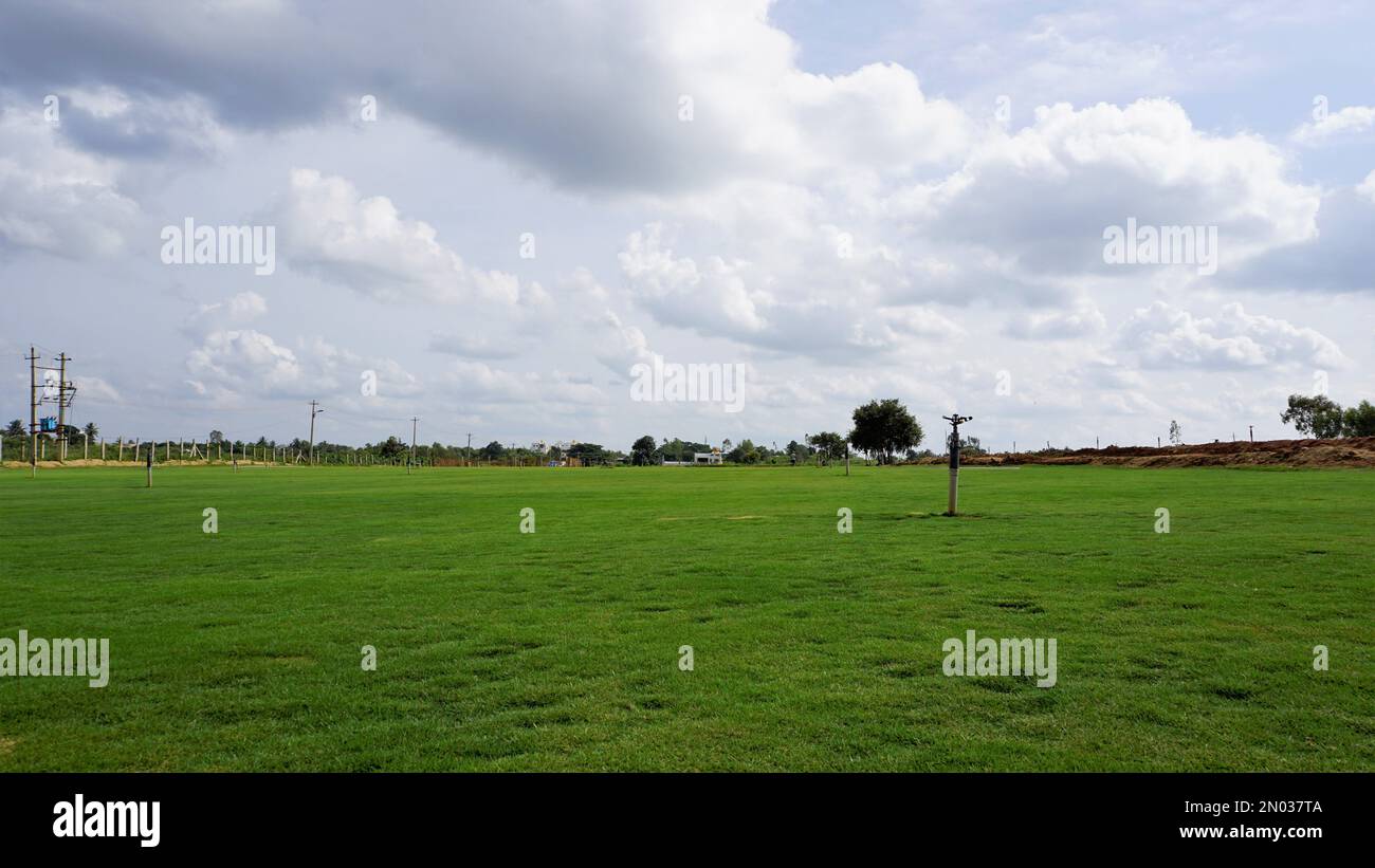 Fully grown lawn ready for cultivation. Cultivation outskirts of Bangalore. Lush evergreen grass of Cynodon dactylon also known as Bermuda, crab etc Stock Photo