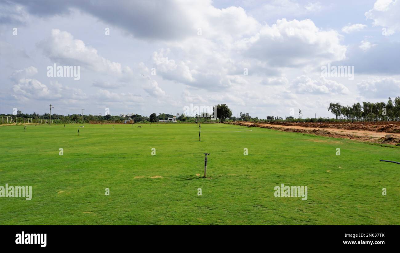 Fully grown lawn ready for cultivation. Cultivation outskirts of Bangalore. Lush evergreen grass of Cynodon dactylon also known as Bermuda, crab etc Stock Photo