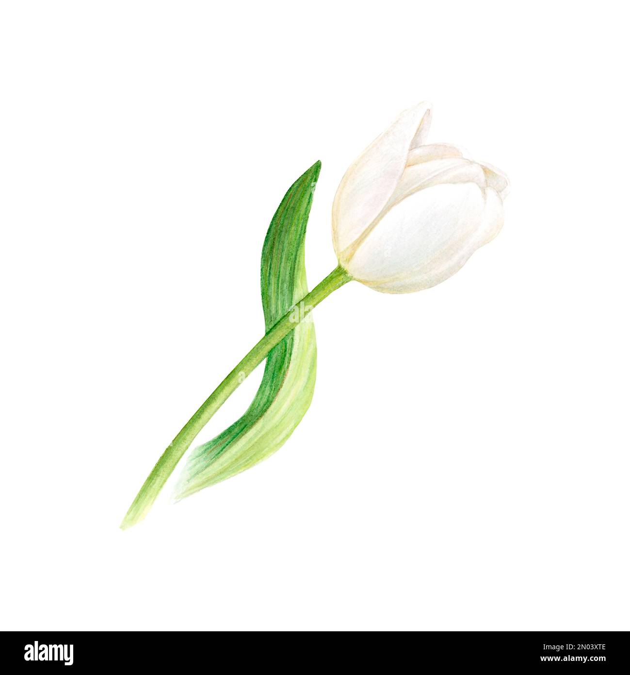 White tulip flower in watercolor. Handdrawn botanical illustration