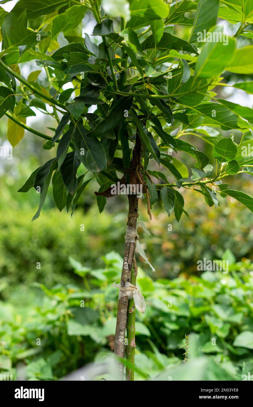 Plant mutation breeding of an avocado plant Stock Photo