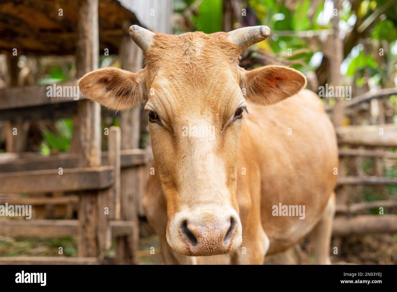 A brown dairy cow in a zerograzing setup in Kenya Stock Photo Alamy