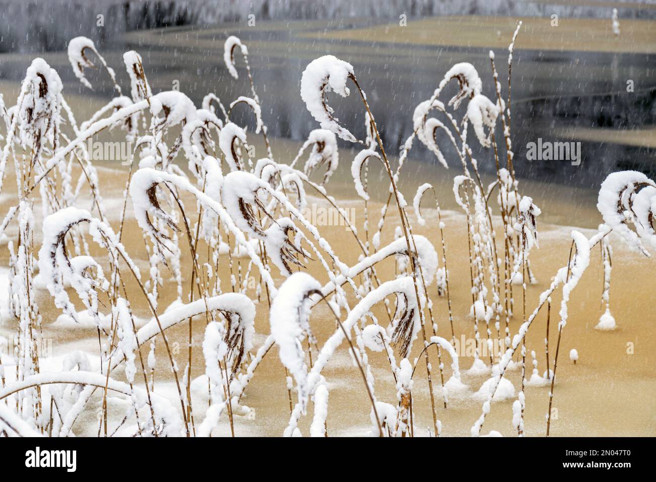 snowy reeds on the river bank, interesting patterns, foggy and grainy snow fall background, winter by the river Stock Photo