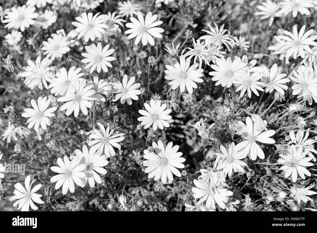 backgrounds, image size:1300x956