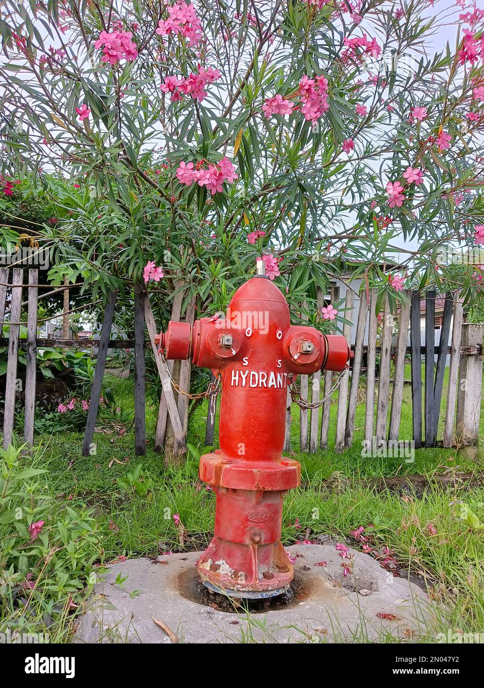 Bright red hydrant on the side of the road with a background of bamboo fences and pink flowering plants. Stock Photo