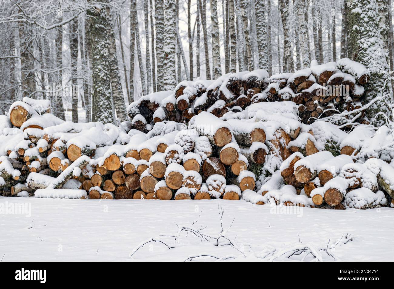 firewood logs prepared for removal from the forest, foggy and grainy snow fall background, winter Stock Photo