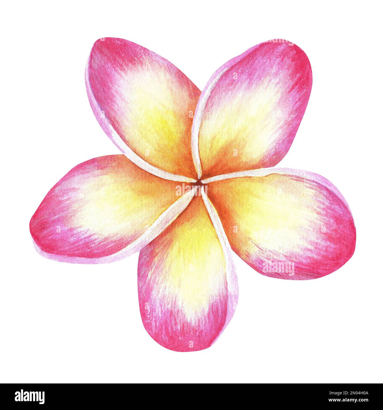 Pinkyellow plumeria flower.Frangipani.Watercolor illustration.Isolated