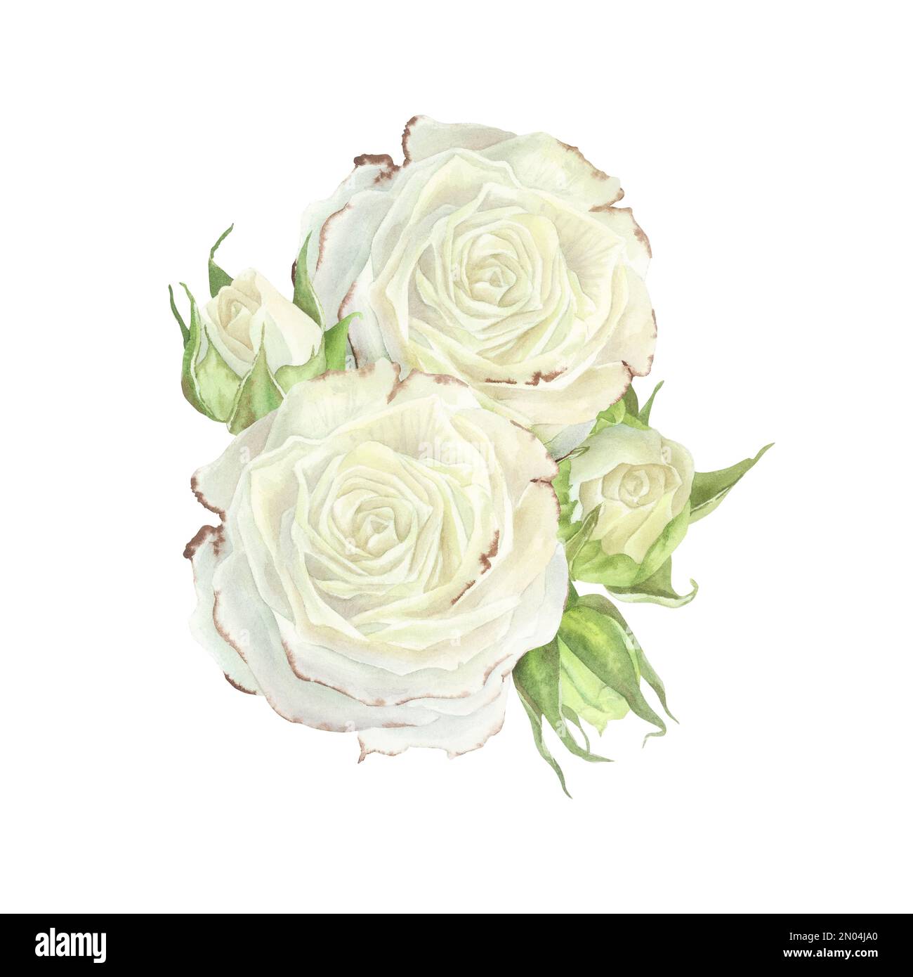 Composition of white roses and buds. Watercolor illustration.Isolated on a white background.For design of sticker, dishes, greeting card, stationery, Stock Photo