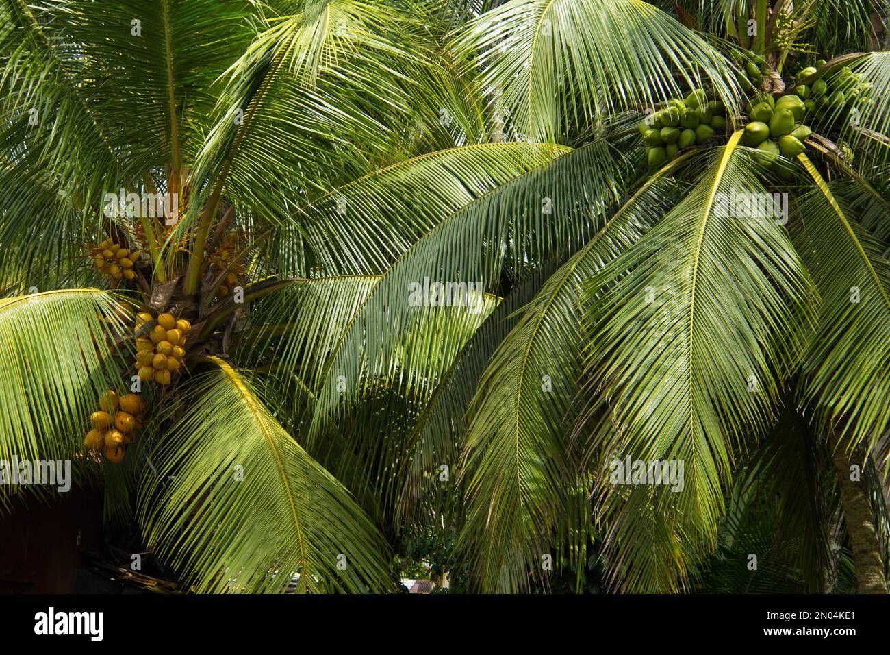 Tropical coconut and king coconut trees in Sri Lanka Stock Photo