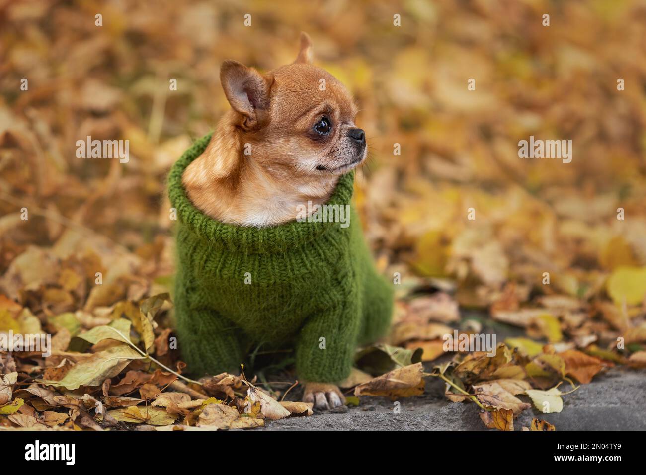 Chihuahua in bag hi-res stock photography and images - Alamy