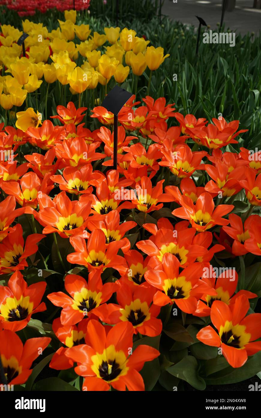Orange  fosteriana tulip with a yellow heart with yellow and red tulips in the background. Bright colored spring background. Stock Photo
