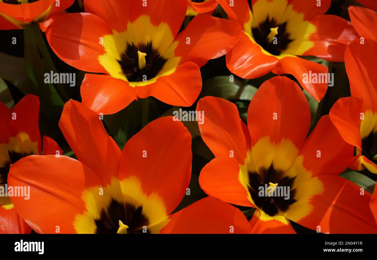 Orange  fosteriana tulip with a yellow heart. Bright colored spring background. Stock Photo
