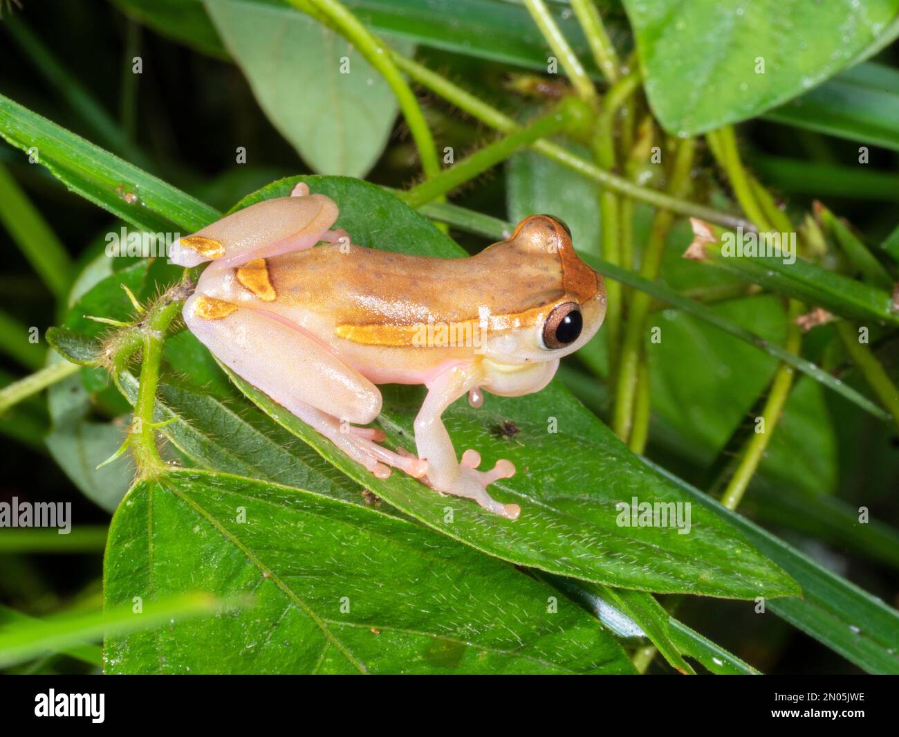 Upper Amazon Treefrog (Dendropsophus bifurcus), Male calling, Orellana province, Ecuador Stock Photo