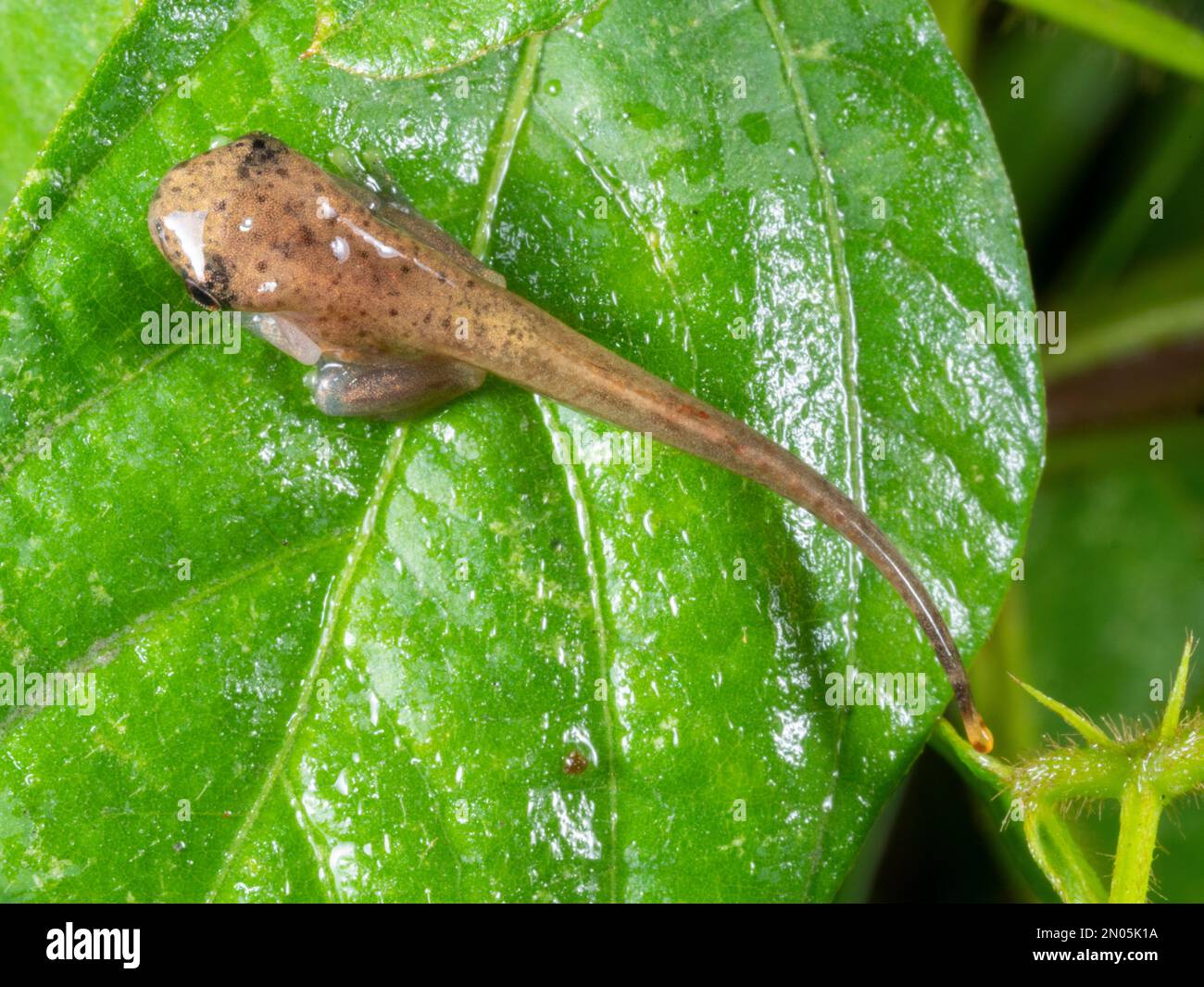 Metamorphosing juvenile of the Red Skirted Treefrog (Dendropsophus rhodopeplus) recently emerged from the water, Orellana province, Ecuador Stock Photo