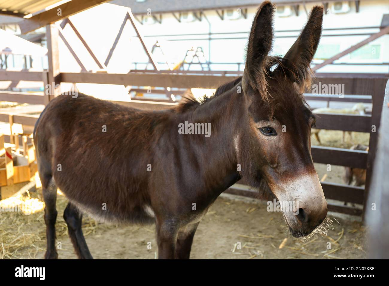 Cute funny donkey on farm. Animal husbandry Stock Photo Alamy