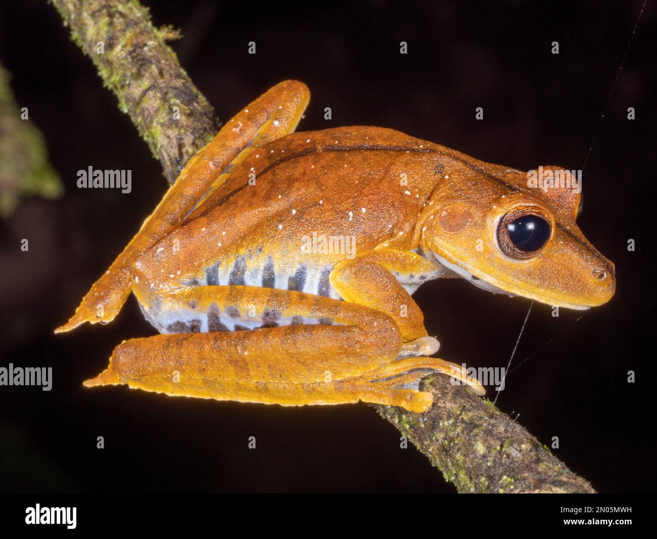 Convict Treefrog (Boana calcarata) on a branch in the rainforest understory, Orellana province, Ecuador Stock Photo