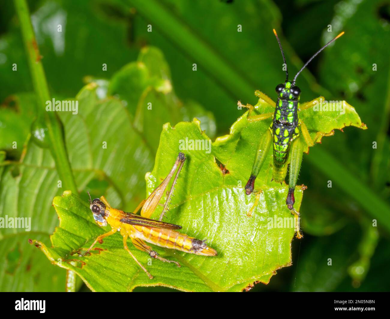 Two colourful rainforest grasshoppers of different species, Orellana province, Ecuador Stock Photo