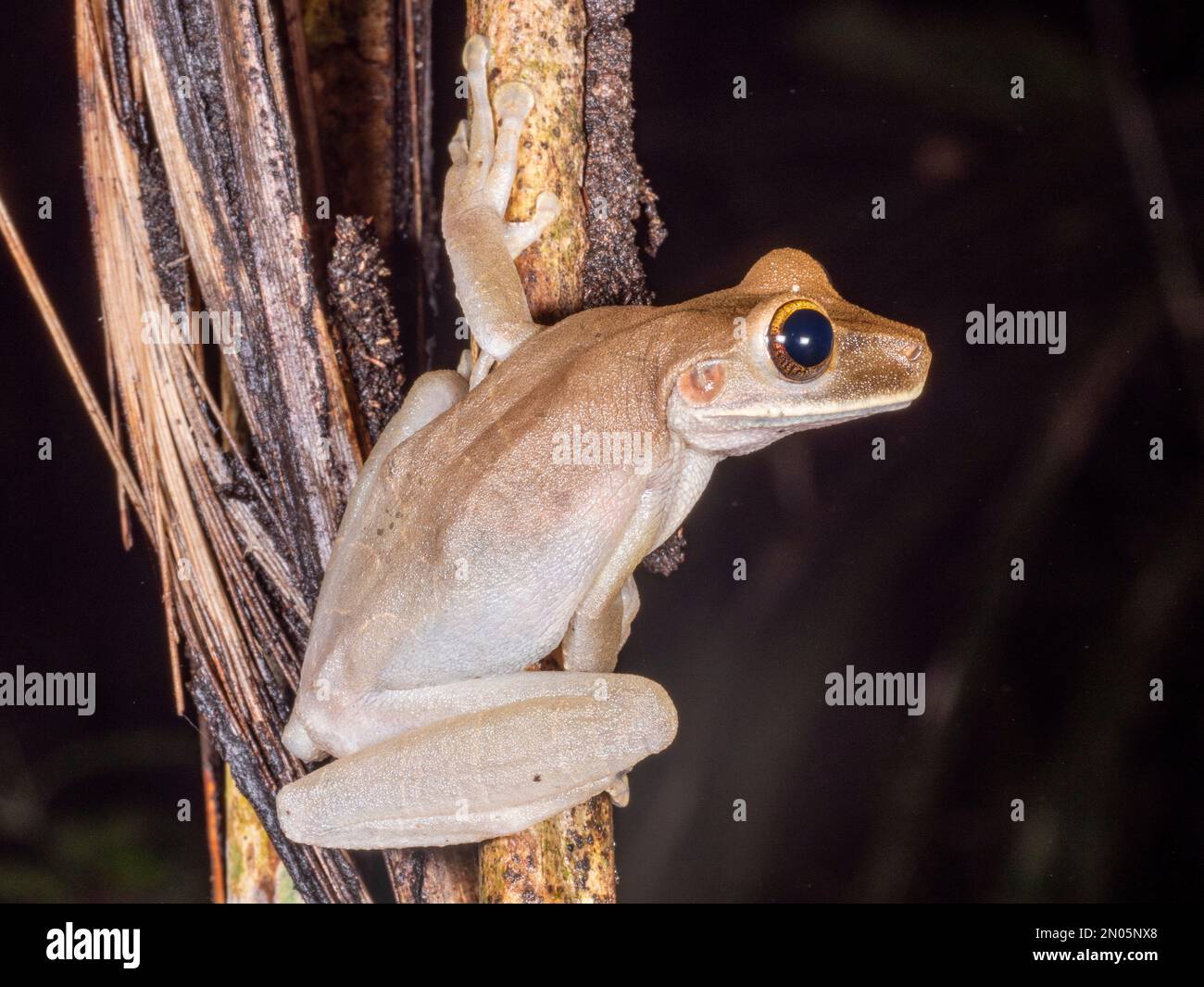 Flat broad-headed tree frog (Osteocephalus planiceps) on a branch in the rainforest in the Ecuadorian Amazon Stock Photo