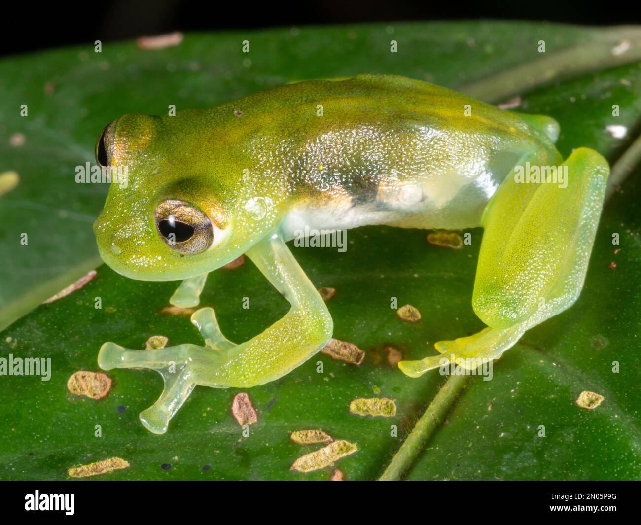 The Midas Glass Frog (Teratohyla midas) on a leaf above a rainforest stream, Orellana province, Ecuador Stock Photo