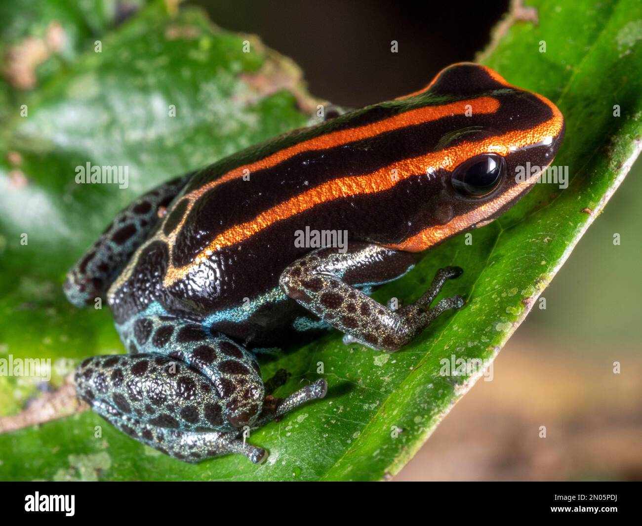 Reticulated Poison Frog (Ranitomeya ventrimaculata) on a leaf in the rainforest understory, Orellana province, Ecuador Stock Photo