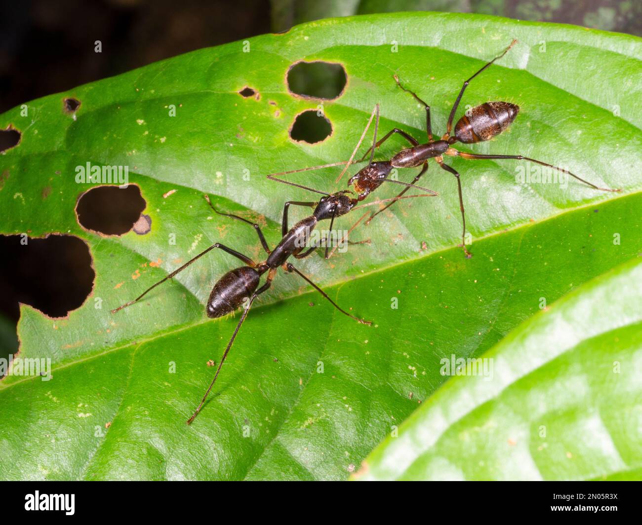 Two slender ants interacting on a leaf in the rainforest, Orellana province, Ecuador Stock Photo