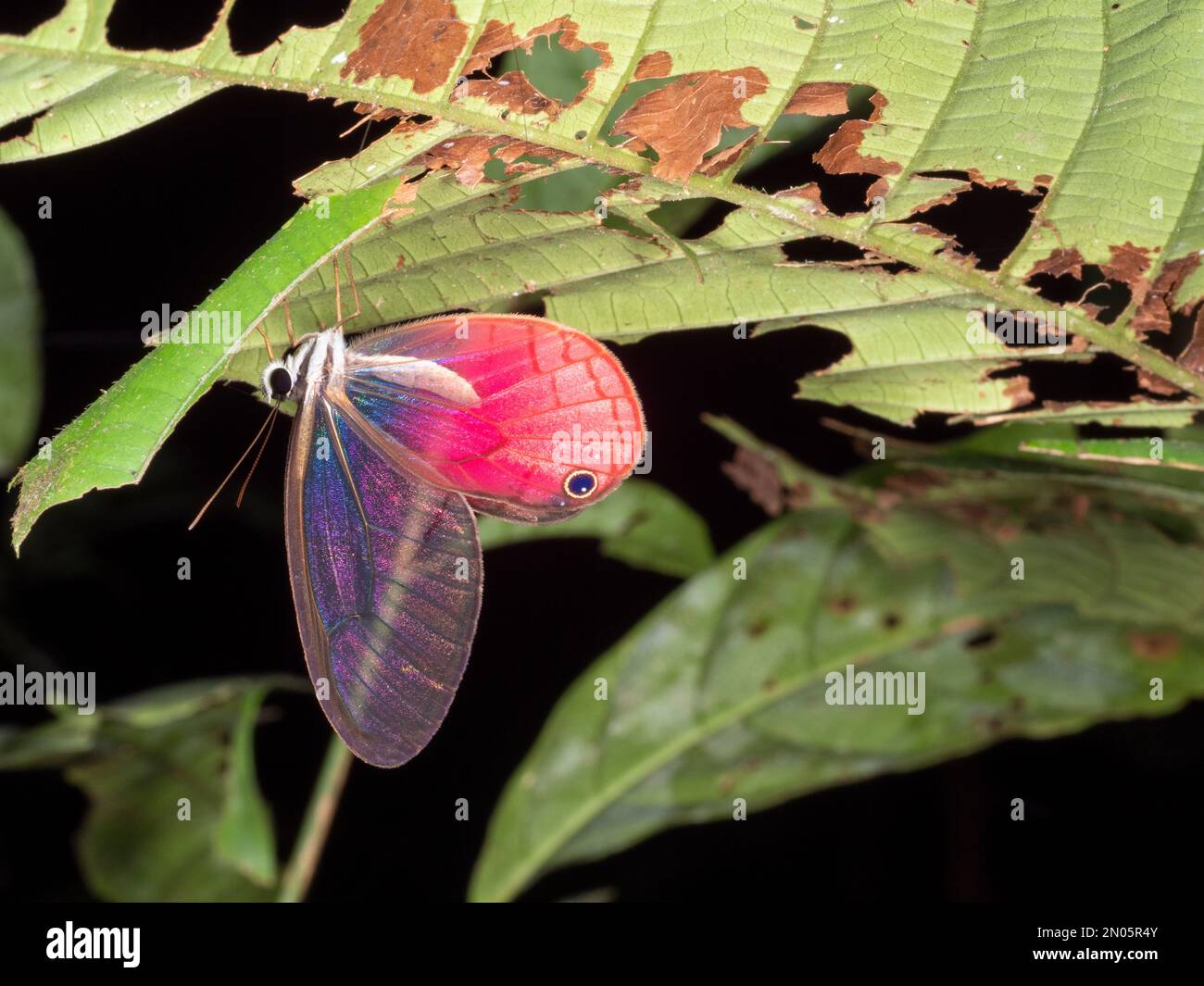 Pink-tipped Clearwing Satyr (Cithaerias pireta), resting in the rainforest understory, Orellana province, Ecuador Stock Photo