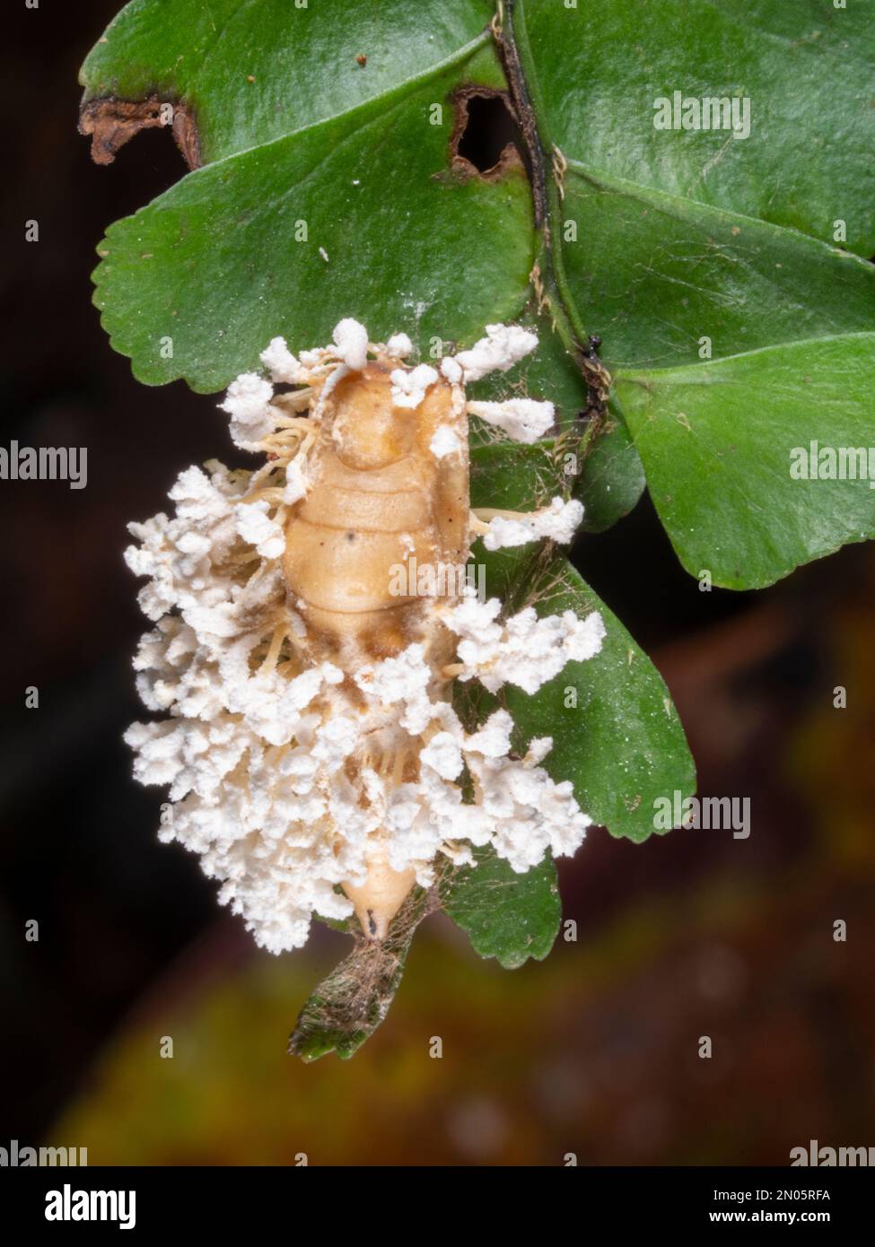 Cordyceps fungus infecting a plant hopper in the rainforest understory, Orellana province, Ecuador Stock Photo