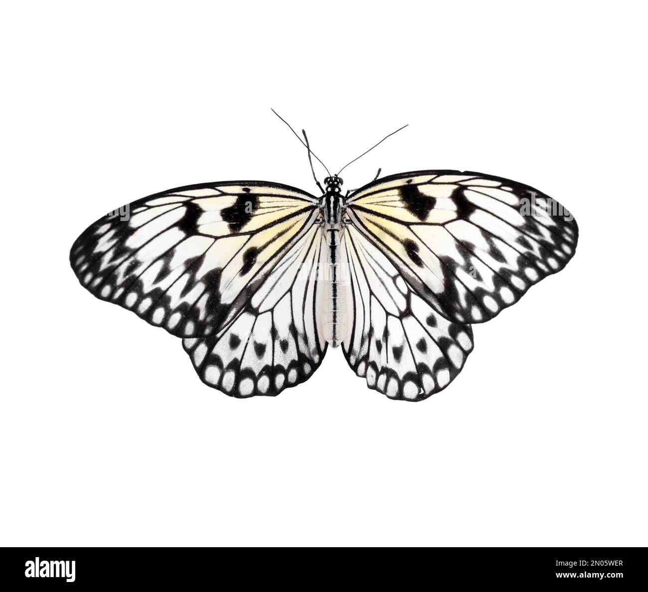 Beautiful rice paper butterfly isolated on white Stock Photo Alamy