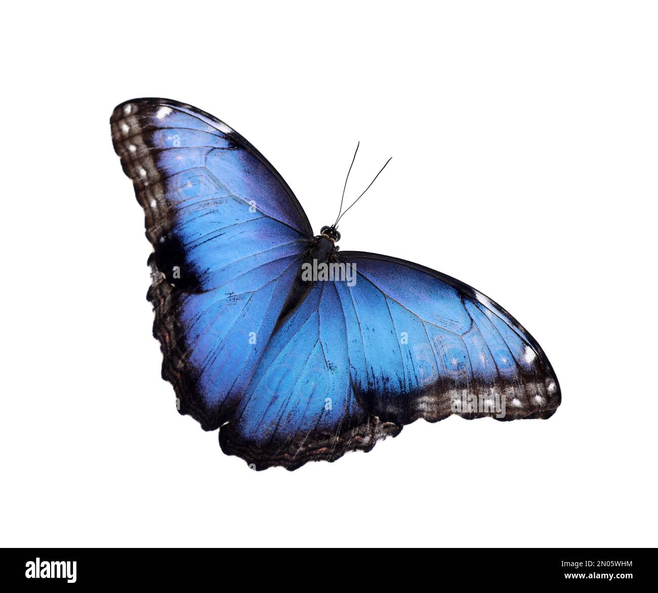 Beautiful common morpho butterfly isolated on white Stock Photo - Alamy