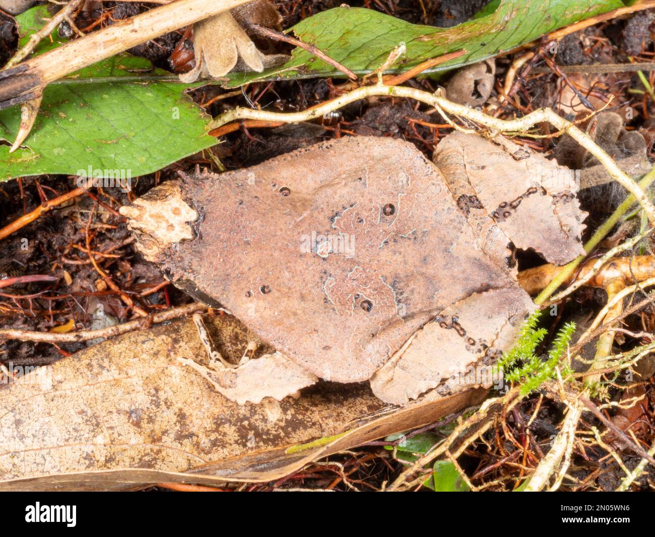 Perez's Snouted Frog (Edalorhina perezi) camouflaged on the rainforest floor in Orellana province, Ecuador. Stock Photo