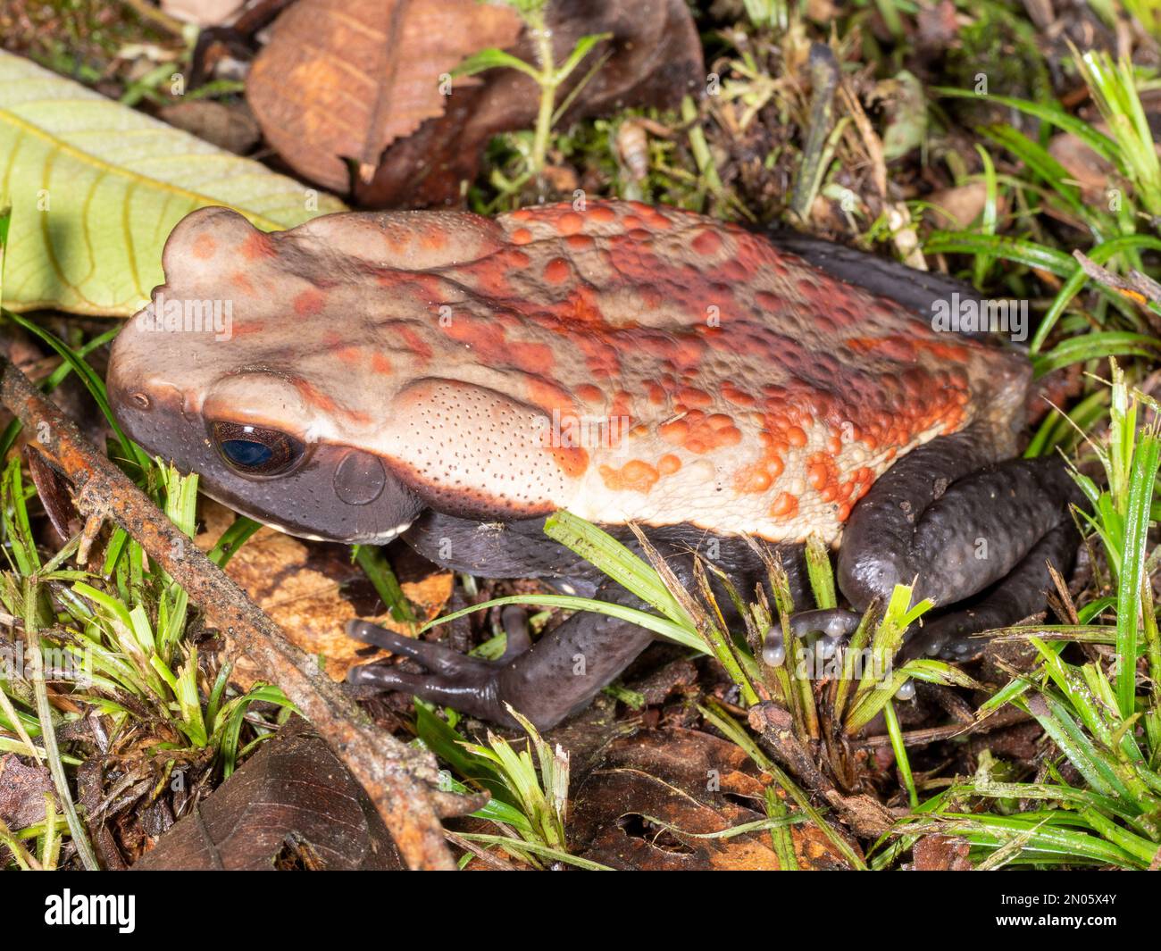 Amazonian Spotted Toad (Rhaebo guttatus)  in the rainforest, Orellana province, Ecuador, Stock Photo
