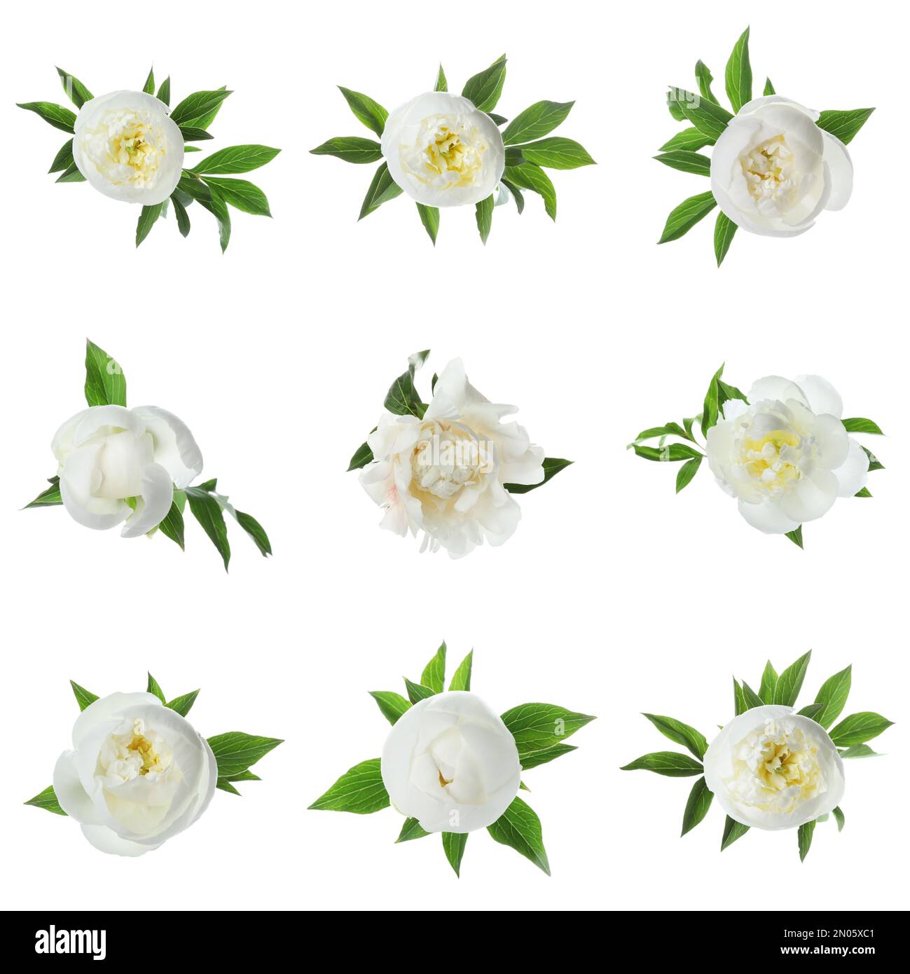 Set of beautiful peony flowers on white background Stock Photo - Alamy