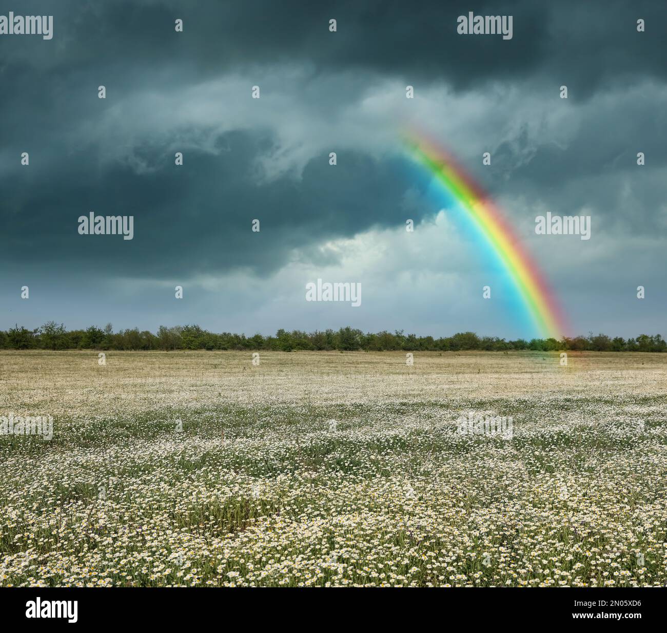 Amazing rainbow over chamomile field under stormy sky Stock Photo