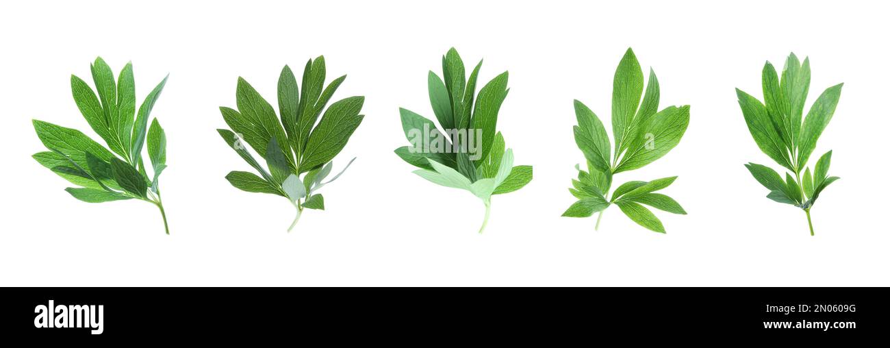 Set of green peony leaves on white background. Banner design Stock ...