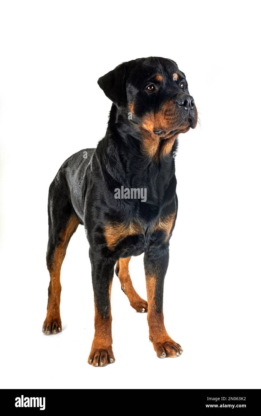 Purebred Rottweiler purebred rottweiler in front of white background Stock Photo - Alamy