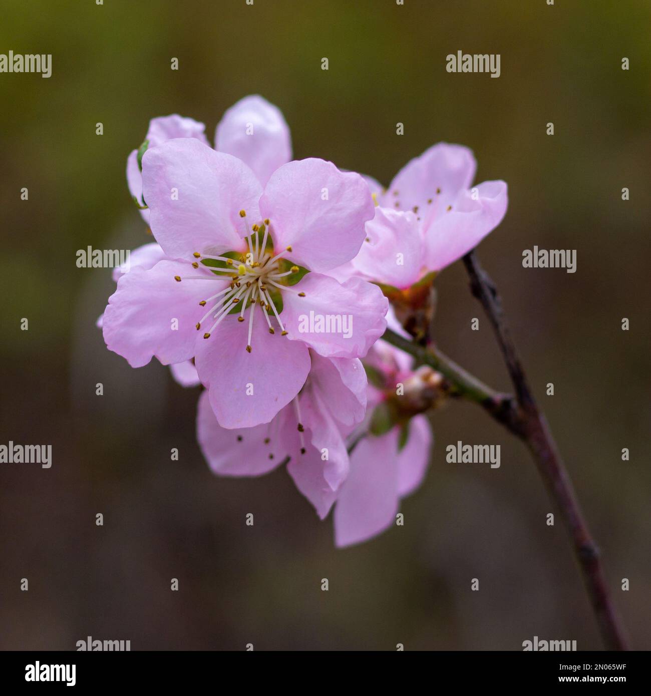 Delicate pretty flowering sprigs of peach or nectarine in spring. Stock Photo