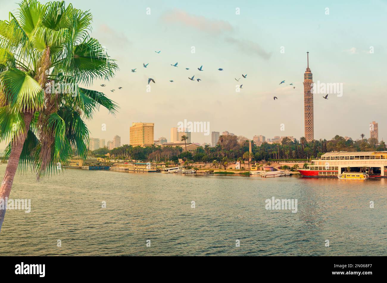 Seagull over downtown of Cairo at sunset Stock Photo