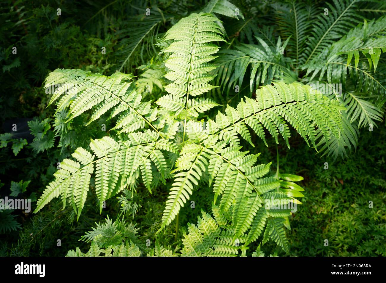 High angle view of fresh green fern leaves in springtime. Stock Photo