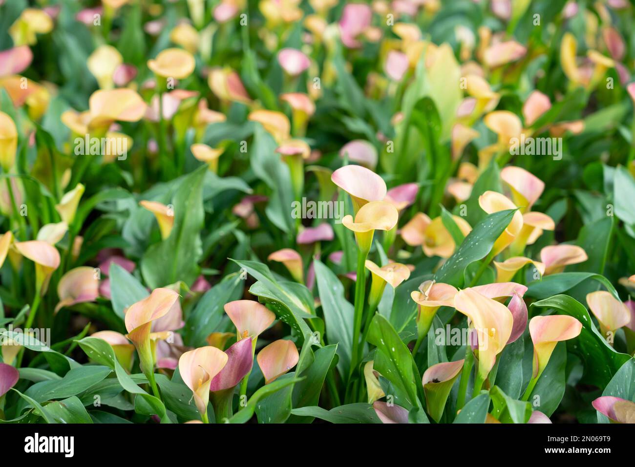 Field of yellow calla lilies (Zantedeschia) growing on a central