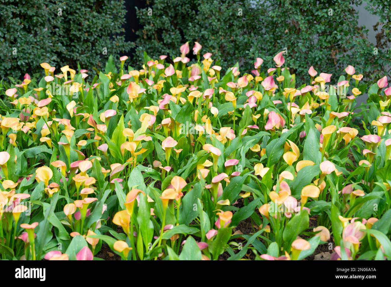 Field of yellow calla lilies (Zantedeschia) growing on a central