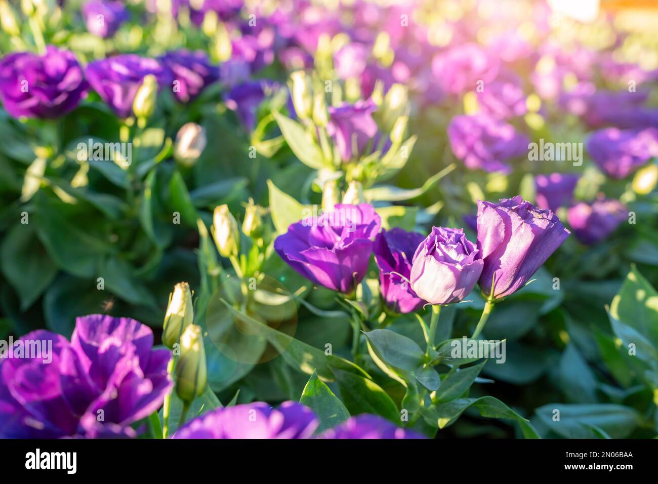 Violet Lisianthus flower in a garden with sunlight. Stock Photo