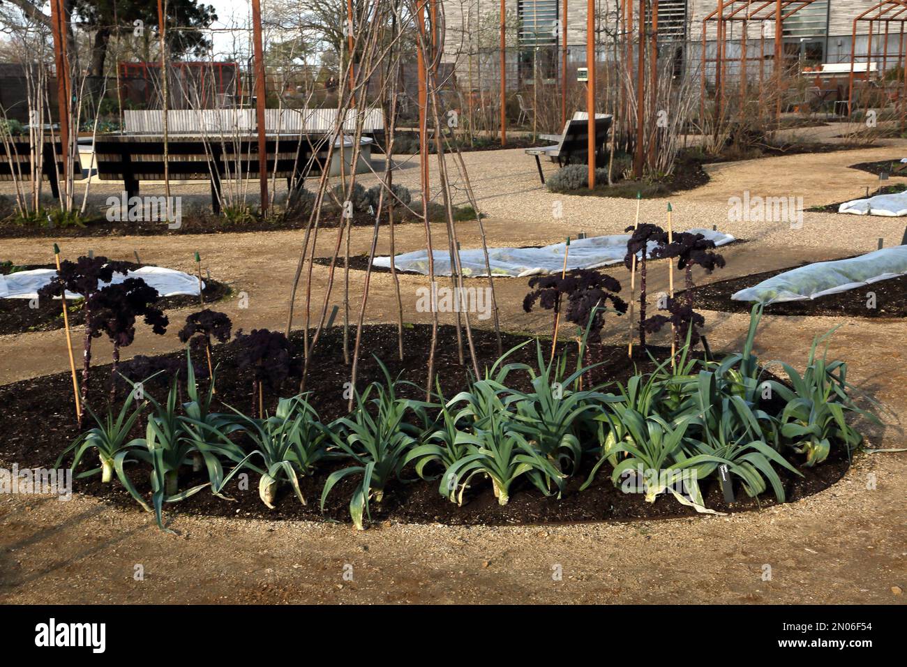 Curly Kale and Leeks growing in Vegetable Garden at Wisley RHS Garden Surrey England Stock Photo