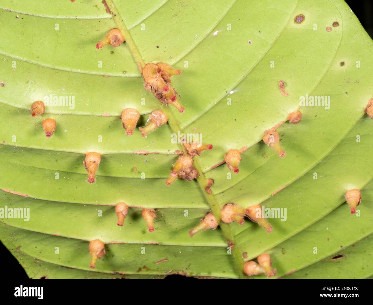 Leaf of an understory shrub covered in galls, resulting from insect, bacterial or fungal attack. Growing in rainforest in Orellana province, Ecuador Stock Photo