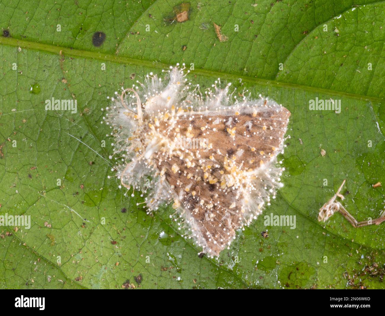 Cordyceps fungus infecting a moth in the rainforest understory, Orellana province, Ecuador Stock Photo